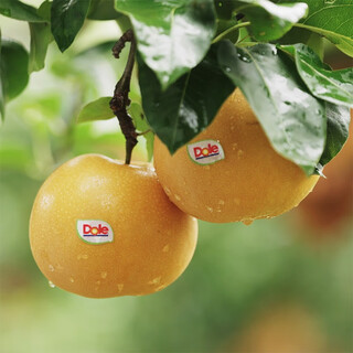 Dole qiuyue pear mid-autumn festival limited seasonal fruit net weight 1.6kg 4-6 pieces exclusive for event