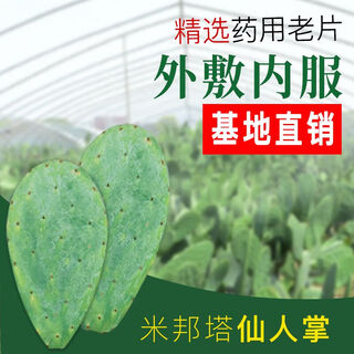 Haoqian mibonta cactus comestible planta suculenta de película antigua medicinal se puede aplicar externamente como planta de mascarilla facial 3 años (medicinal) 2jin jin equivale a 0,5 kg sin maceta