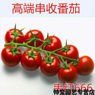 Chunzhiyun cherry tomato seeds cherry tomato seeds small tomatoes good taste and high yield four seasons vegetables - pink crystal red 666 tomatoes 20 packs