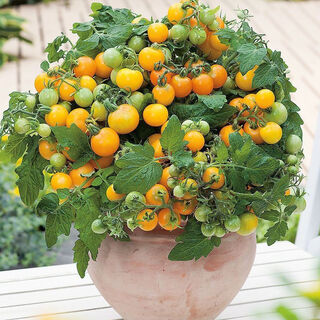 Tomato seeds, dwarf small tomatoes, tomato seedlings, potted plants, balcony potted vegetables and fruits for all seasons, dwarf yellow tomatoes, 52 pieces selected ++