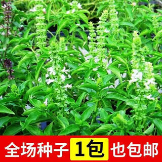 Basil seeds green stem nine-story tower planted lemon sweet basil balcony courtyard planting edible green basil seeds nine-story tower 100 capsules + fertilizer