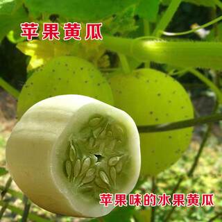 Domestic organic crystal apple cucumber seeds heirloom heat-resistant juicy fruit vegetables family balcony potted apple cucumber 50 capsules