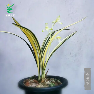 Wengyuan orchid jianlan hetianxia yehua dual art lotus-shaped plain heart ceiling advanced xiangyi precious resource grass hetianxia 1 seedling random high-end purple clay pot plant