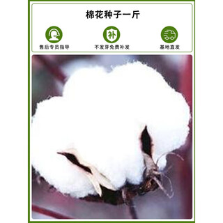Xinjiang cotton seeds field planting agricultural high-yielding spring seeds for four seasons cotton seeds one jin jin is equal to 0.5 kilograms