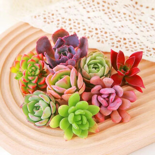 Baichaosheng suculentas pequeñas plantas en macetas conjunto de lujo al por mayor combinación suculenta melocotón huevo jade rocío plantas verdes jardinería de flores 6 suculentas aleatorias opción no duplicada el texto está marcado