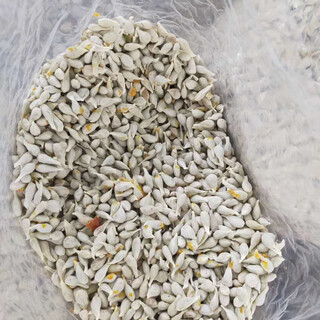 Sichuan red orange saplings, red orange seedlings, grafted seedlings, grafted seedlings, detoxified seedlings, red orange seeds, root replacement seedlings, greenhouse seedlings, tree seedlings, fresh red orange seeds of the year, 10jin jin is equal to 0.5kg