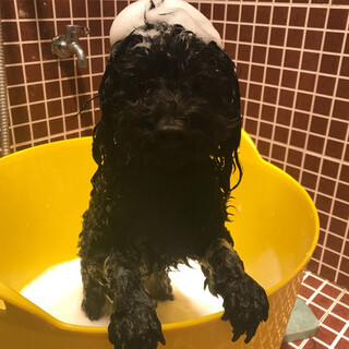 Hiclaw dog bathtub cat bathtub pet bathtub teddy french bulldog special medicinal bath for puppies and cats small dog bathtub high-end model - yellow - suitable for 35jin jin equals 0.5kg pet