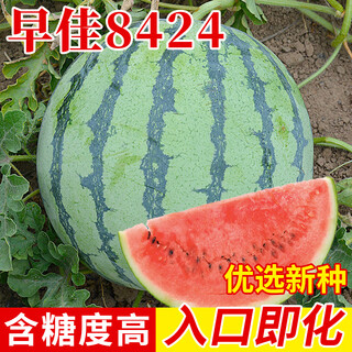 Planting notes: kirin watermelon seeds zaojia 8424 has beautiful fruit shape, sweet flesh, thin and crispy skin, jinmeidu seeds zaojia 8424 5g/bag (about 90 pieces)