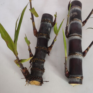 Authentic guangxi black-skinned sugarcane seedlings, middle-section sugarcane seeds, sugarcane spores, full sugarcane tips, 100 black-skinned sugarcane seedlings