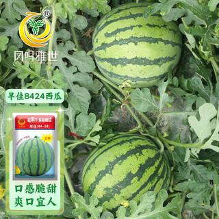 Fengming yashi rock sugar kirin watermelon seeds red flesh watermelon four seasons spring sweet watermelon early good 8424 watermelon seeds 100 capsules