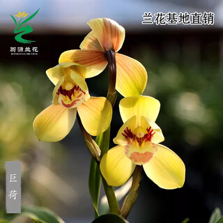 Wengyuan orchid authentic spring orchid giant lotus old species winter flowering period strong fragrance easy to grow indoor desktop flower pots giant lotus 7 seedlings random high-end purple clay pot planting good