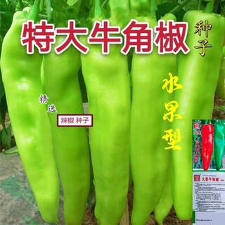 Large-fruited horn pepper seeds for field planting vegetable seeds in spring and autumn, high yield and early maturing pepper seeds, garden vegetable seeds, horn pepper seeds, about 800 seeds, 2 packs