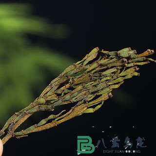 Yanhai yunnan crab legs jingmai ancient tree parasitic plant fragrant pu'er raw tea crab legs ancient tree tea gift box dragon boat festival crab legs