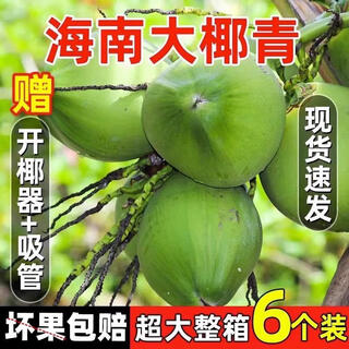 Hainan coconut green hainan straight hair freshly picked fresh pregnant women amniotic water tender coconut specialty fruit coconut with skin single fruit 3-5 jin jin equals 0.5 kg about 6 pcs