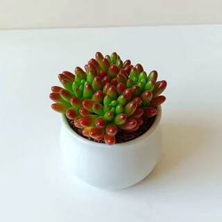 Xingxiang-planta suculenta de interior, maceta de flores de mesa, jade arcoíris + tarro de mijo, maceta de cerámica directamente de la fuente