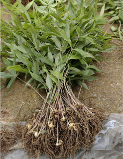 Authentic medicinal materials polygonatum seeds chicken head polygonatum tiger ginger chicken claw ginseng claw ginseng yellow pheasant seeds polygonatum miao large leaf seedlings delivered 1500