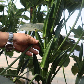 Fengming yashi okra seeds four-season vegetable seeds balcony spring and autumn vegetable seeds early-maturing field base planting seeds green beauty okra seeds 500g