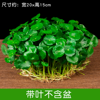 Xingan and copper money grass hydroponic potted indoor and outdoor flowers money grass green plants suck green plants flowers and plants copper money grass one pot without pot about 300 plants with leaves