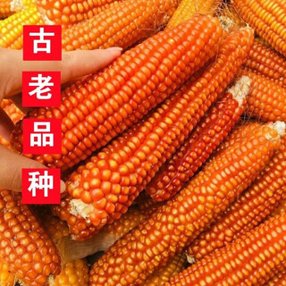 Old varieties of yellow corn kernels. self-saved seeds. farmer stupid corn seeds can be self-saved. 50 grams of old corn seeds.