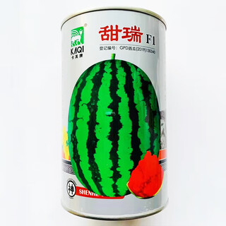 Suru zaojia 8424 watermelon early ripening kirin melon xindumei watermelon seed extra large kirin super sweet seedless melon early mature resistance tianrui canned 500 capsules