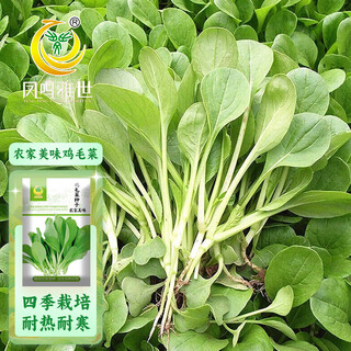Fengming yashi chicken feather seeds 10g chinese cabbage seeds four seasons shanghai green potted chinese cabbage seeds collection