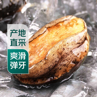 Twisted abalone 1 fresh large abalone (8-10 heads/500g)