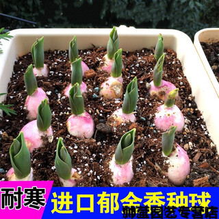 Spring branch rhyme winter cold-resistant tulip bulbs imported from the netherlands indoor and outdoor courtyard flower seeds hydroponic plant potted plants