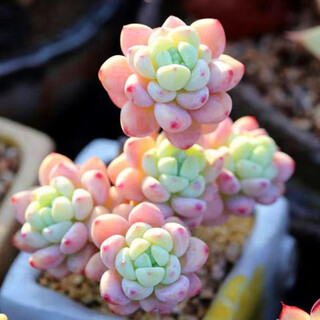 Yirundie succulents with pots of green plants and flowers in pots, expensive old piles of jade trees, jade dew, cactus flesh, raoer group 5-6cm, scented