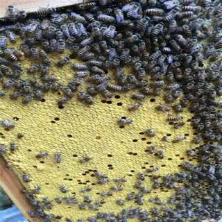 Chaoming (chaoming) benxinnong bee colony with king bee live breeding with spleen aba middle bee with beehive chinese native bee out of 300 bees with one king