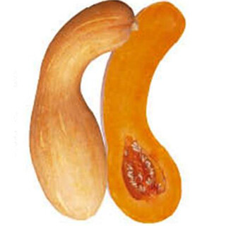 Qingyi xuanmiben pumpkin seeds high yield sweet noodle giant cream chestnut pumpkin golden hook pumpkin field planted vegetable seeds original packaging golden hook pumpkin