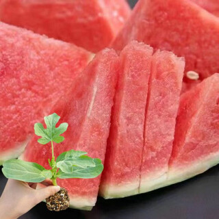 Watermelon seedlings 8424 grafted seedlings with soil seedlings seedless midu kirin early maturing seedlings greenhouse potted plants wholesale red heart seedless watermelon seedlings affordable large quantity buy 10+10 total 20 trees