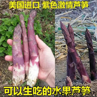Imported asparagus seeds for field, courtyard and balcony, sown in four seasons, once planted, 15 years of continuous harvesting, purple passion asparagus 100 capsules