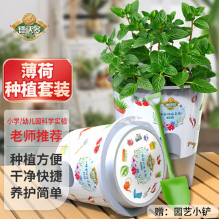 Devodo mint seeds diy children's fun planting set flowers and green plants potted plants and vegetables observation planting cup
