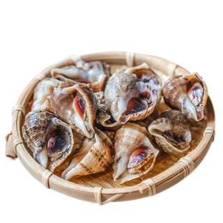 Fresh conch 100-125g/piece