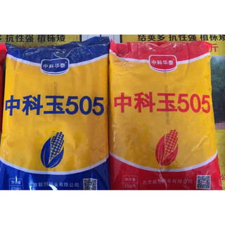 New species double national review original zhongkeyu 505 corn seeds are resistant to lodging and insects. it is good to sow low-stem big stick seeds in spring and summer. new species original zhongkeyu 505 4200 grains x1-pack