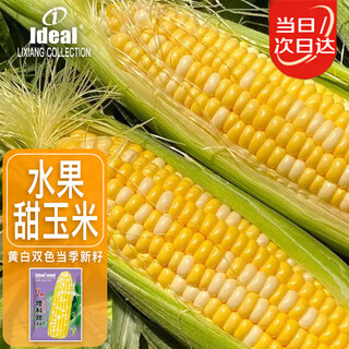 Ldeal ideal agriculture fruit sweet corn seeds field non-gmo high-yielding sweet and crisp corn seeds that can be eaten raw