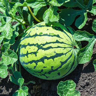 Shouhe crunchy type 8424 watermelon seeds, early mature, thin-skinned, summer and autumn seeds, 120 pieces of watermelon seeds, weiyu rock sugar 8424 watermelon seeds