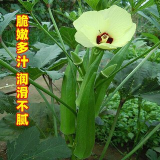 Fengming yashi okra seeds four-season vegetable seeds balcony spring and autumn vegetable seeds early-maturing field base planting seeds green beauty okra seeds 10 grams