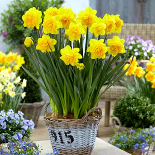 Zuojia garden 3 narcissus bulbs, spot imported narcissus bulbs, hydroponic potted perennial flower bulbs, double sunrise, 3 bulbs, circumference 14-16cm