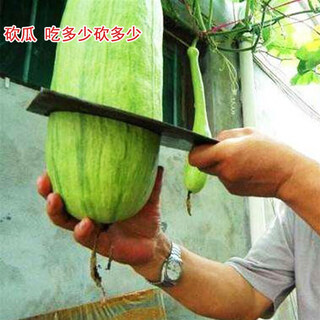 Qingyi xuanmi ben pumpkin seeds high yield sweet noodle giant cream chestnut pumpkin golden hook pumpkin field planted vegetable seed original packaging green melon