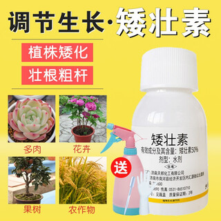 Chrysanthemum agent plant chrysanthemum chrysanthemum general flowers and trees narcissus flowers succulent paclobutrazol chrysanthemum multi-effect 50ml