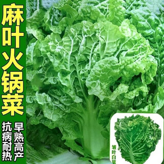 Hot pot cabbage seeds with many leaves, gluten-free, stable yield and disease resistance, autumn sowing in field planting, hemp leaf chinese cabbage vegetable seeds, original 1 pack of about 200 seeds