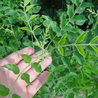 Licorice seeds pure new material seedlings xinjiang red licorice seedlings for four seasons planting grass sweet root licorice seeds 500g simple packaging