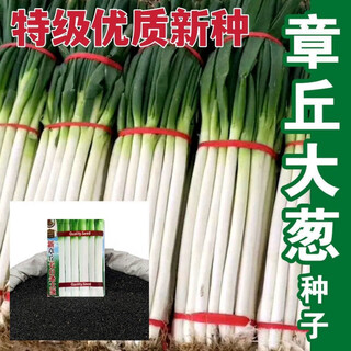 Authentic shandong zhangqiu hard-core scallions, special new species, four-season farmhouse spring, autumn and winter vegetable larvae seeds collection, high-quality selection, half jin jin is equal to 0.5 kg, song and song products, special new species