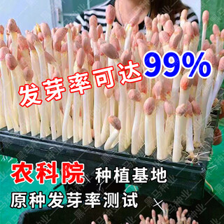 Shandong shelled original extra large peanut seeds, high yield, thin-skinned large fruit, 4 red seeds, 50 jin jin equals 0.5 kg, oil output