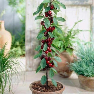 Cherry seeds cherry fruit seeds super sweet courtyard balcony potted cherry seeds cherries four seasons 30 cherries seeds