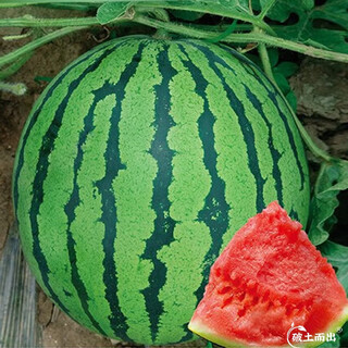 Dayu lazy man watermelon seed seedlings extra large suitable for early maturing lazy people in the south 8424 kirin melon meidu seedless fruits and vegetables meidu watermelon seeds 50 good quality