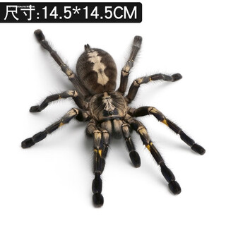 Suitable for sun protection products, car stickers, creative concealers, 3d car rear front covers, trunk lids, car stickers, scratch covers, car supplies, spider car stickers