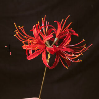 Handmade red bianhua manzhu shahua hairpin with super fairy three-dimensional flowers retro hairpin headwear ancient style hanfu red bianhua hairpin length 15cm