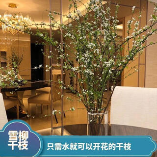 Aiman hydroponic dry branches of snow willow spray snowflakes bloom when exposed to water. plants and flowers with dead wood and spring dry branches and plums for indoor balcony flower arrangement. spray snowflake branches 50-60 cm long, 10 branches. delivery of dry branches. hydroponic cultivation takes 10-20 days to germinate and bloom.